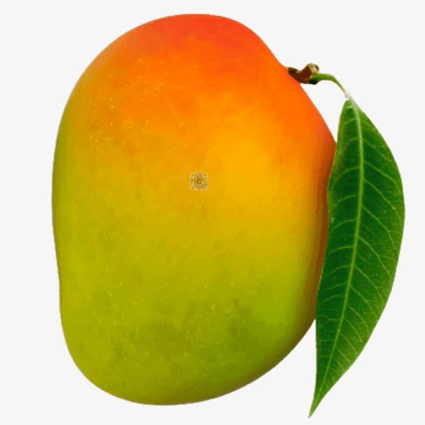 devgad hapus alphonso mango farm fresh pune